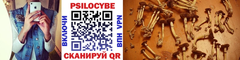 Галлюциногенные грибы Psilocybe  купить наркотики сайты  Реж 